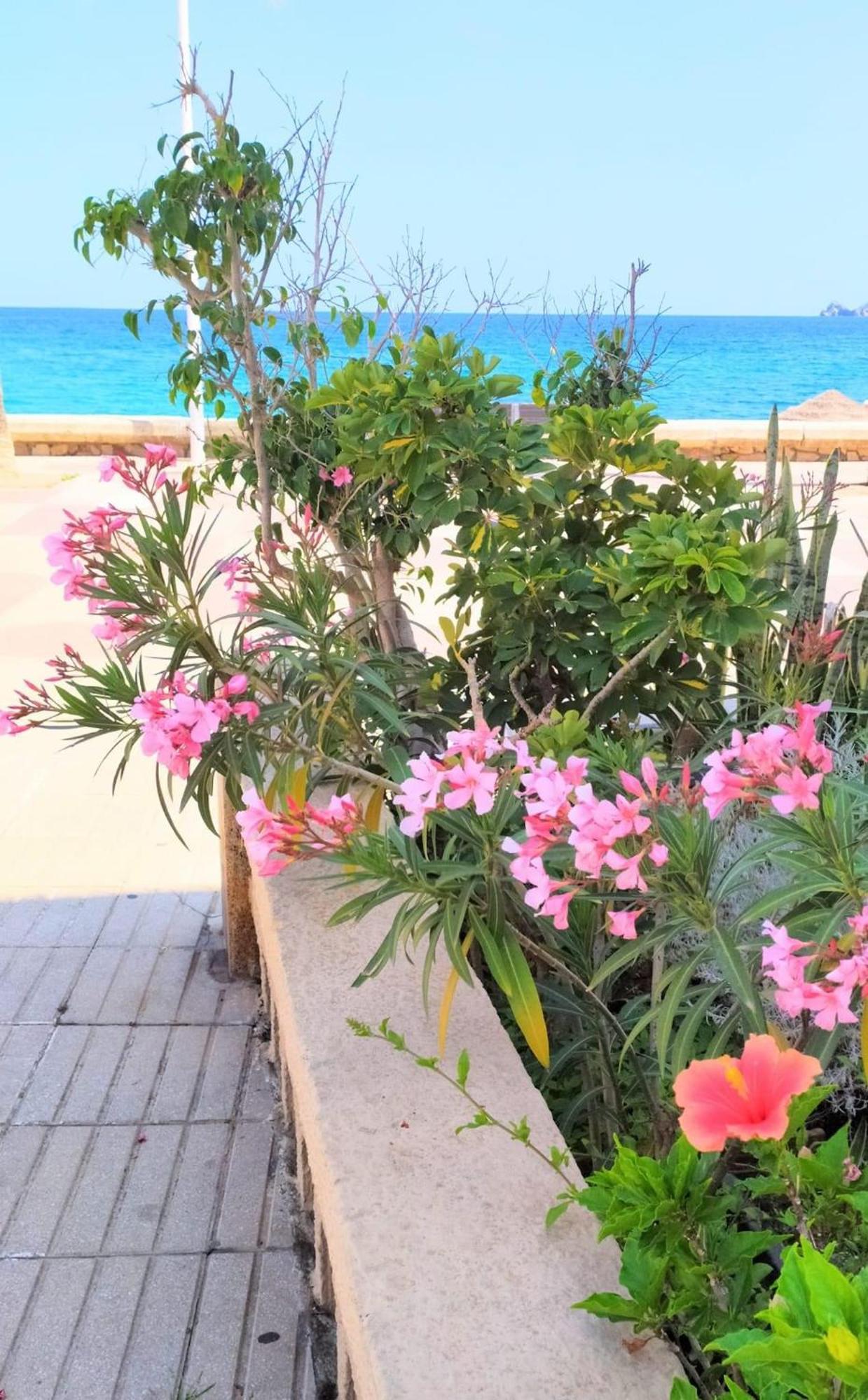 Javea Arenal Beach Buitenkant foto